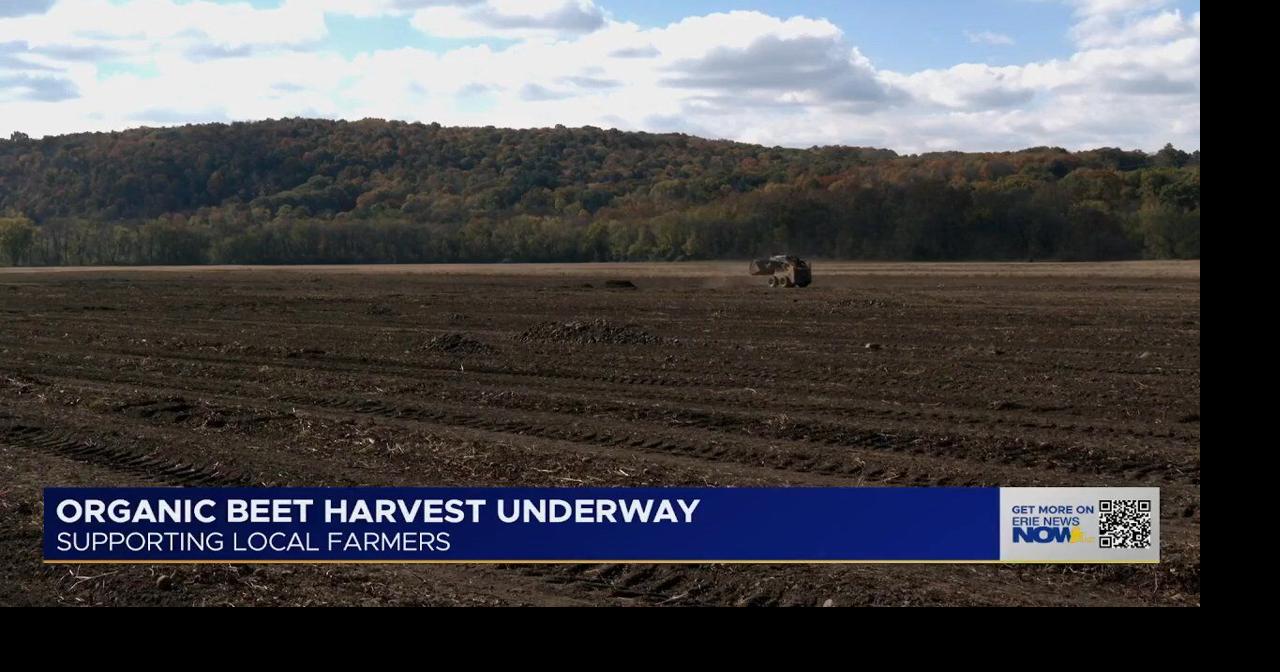 Troyer Farms Brings Organic Beet Harvest to Northwest Pennsylvania ...