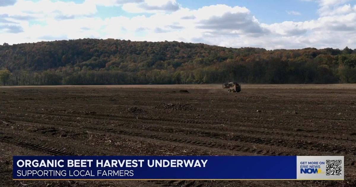 Beet Flight Troyer Farms Brings Organic Beet Harvest to Northwest Pennsylvania ...