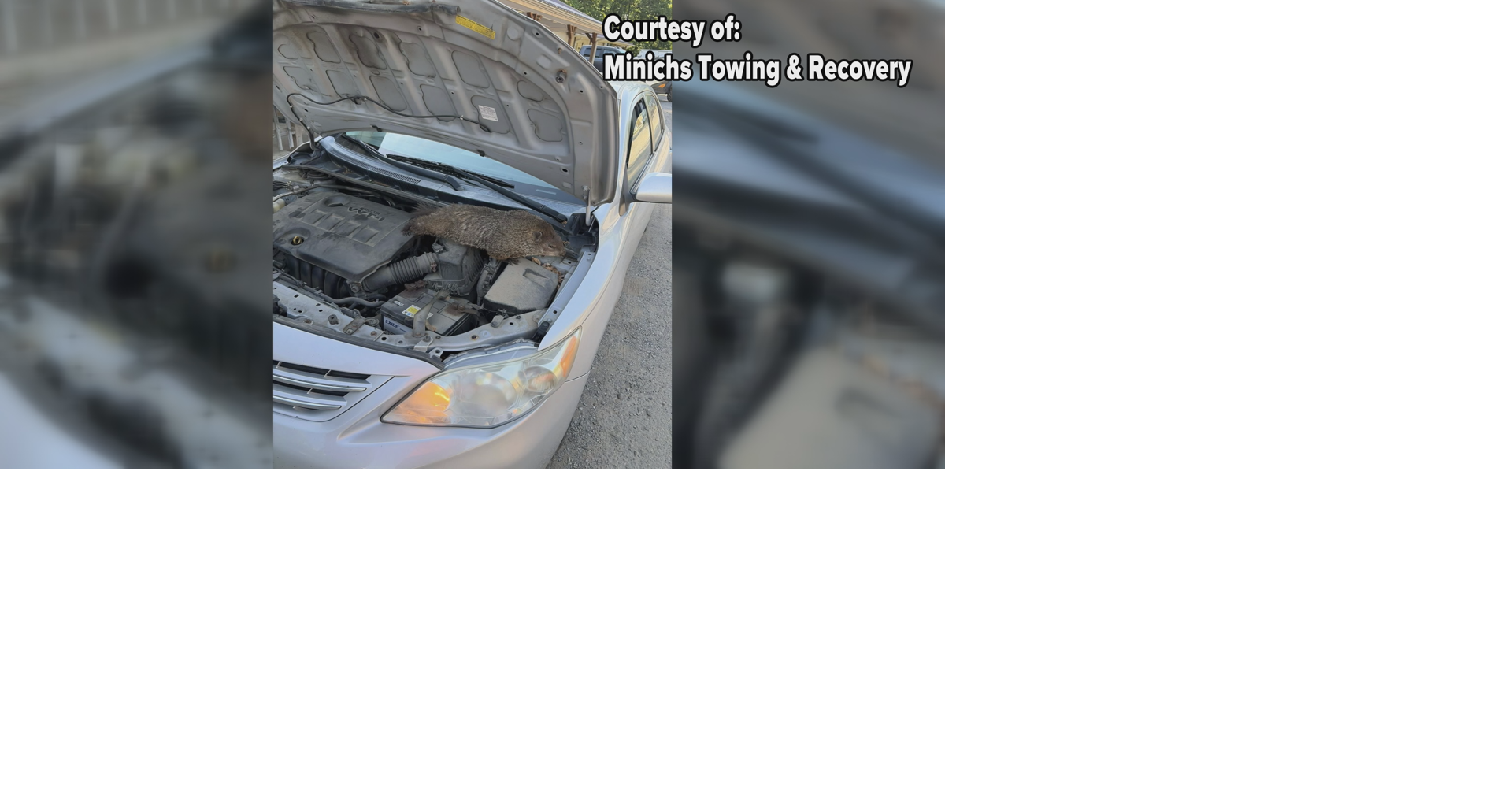 Hidden Hitchhiker: Groundhog Found in Venango County Car