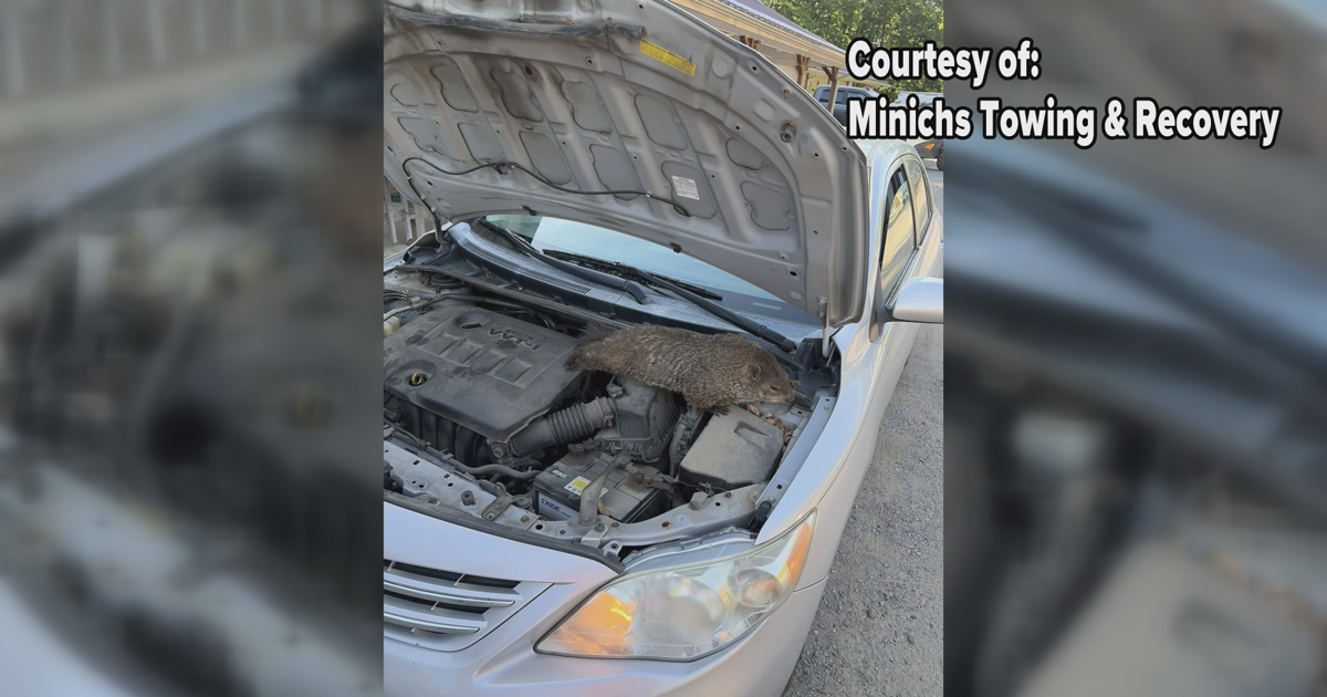 Hidden Hitchhiker: Groundhog Found in Venango County Car