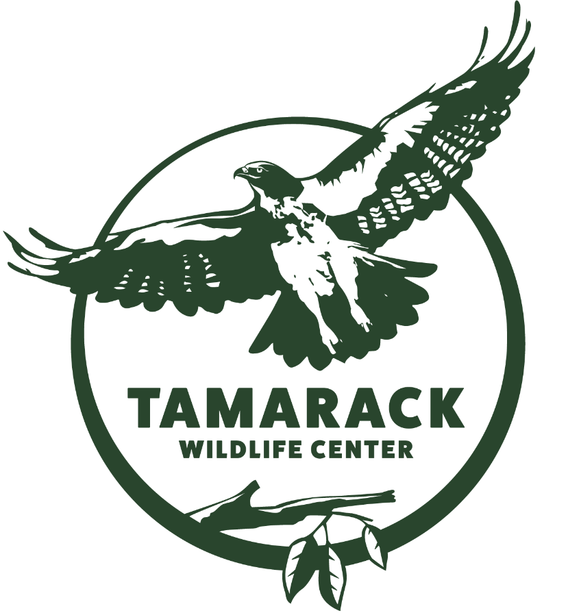 Tom Ridge Center Map Tom Ridge Center to Screen Bald Eagle Rehabilitation Film | News ...
