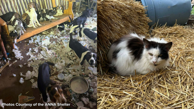 29 Dogs and a Cat Rescued from Unsanitary Conditions | News ...