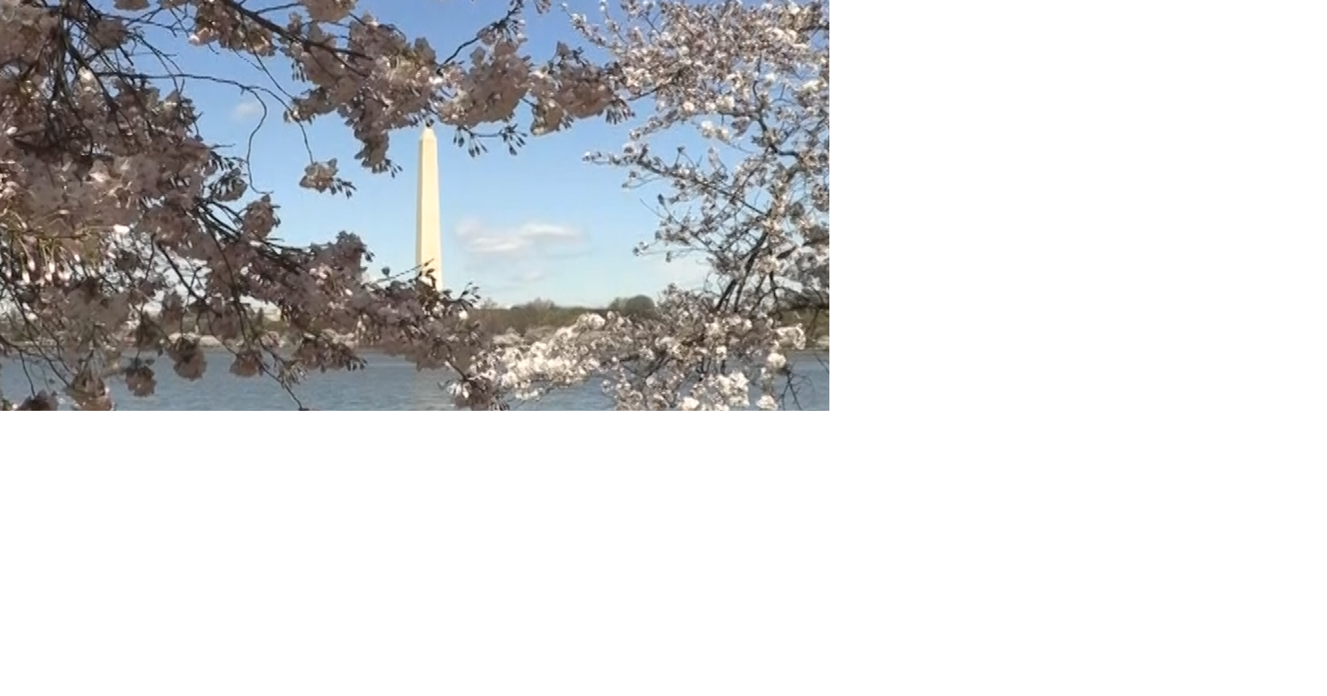 Peak Bloom for DC Cherry Trees, Including Hundreds of New Additions ...