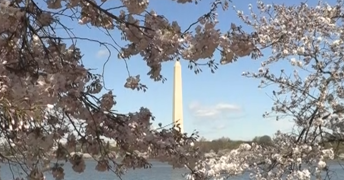 Charry Tree Dc Peak Bloom for DC Cherry Trees, Including Hundreds of New Additions ...
