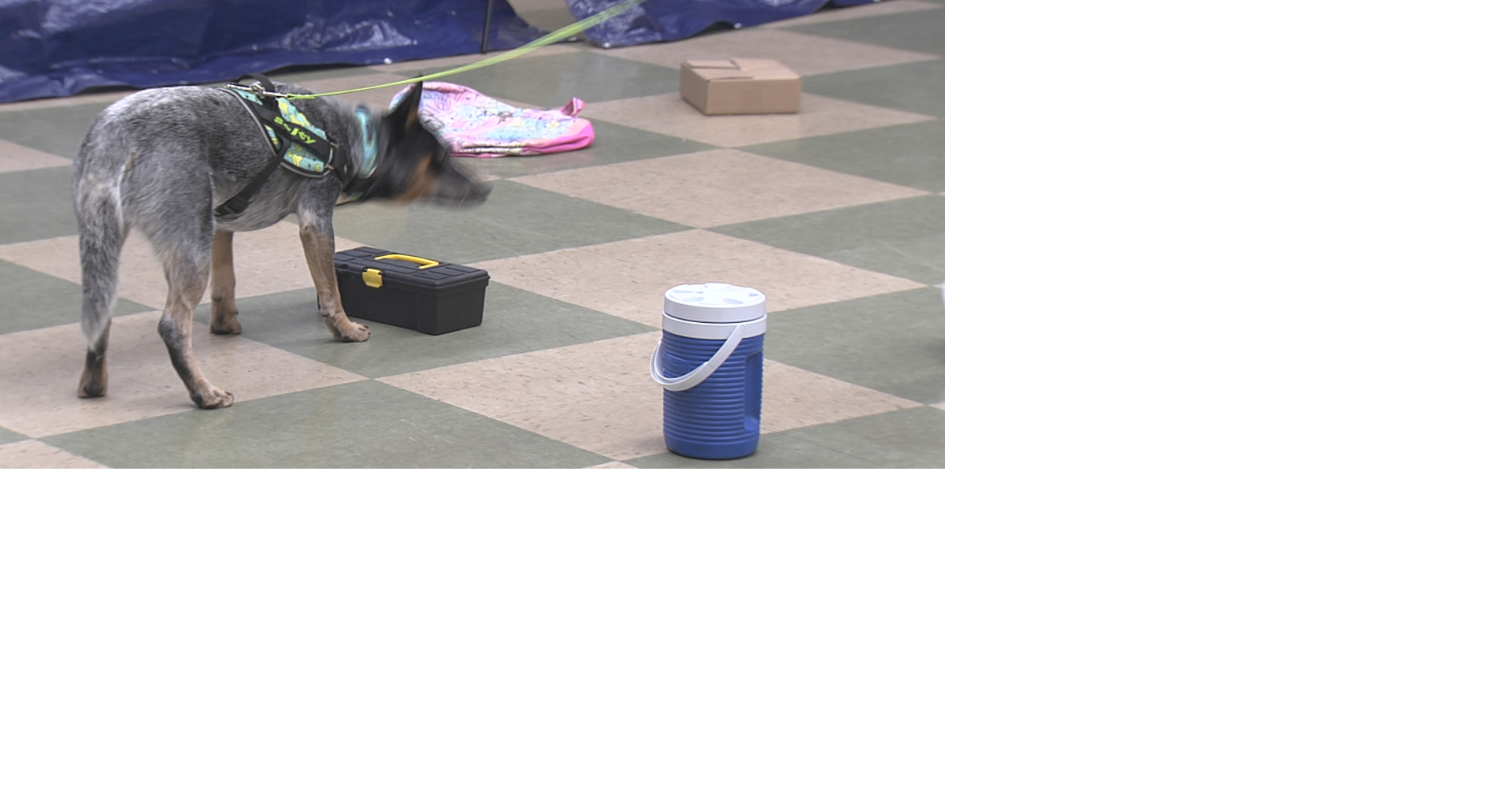 Dogs Take Center Stage at Scent Work Trials in Millcreek
