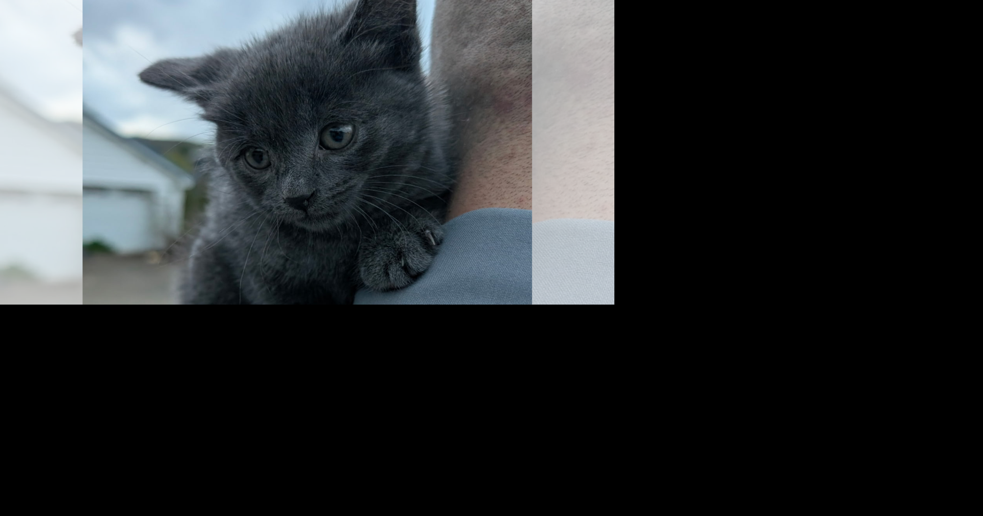 Kitten Thrown from Vehicle in Warren Adopted by Trooper | News ...