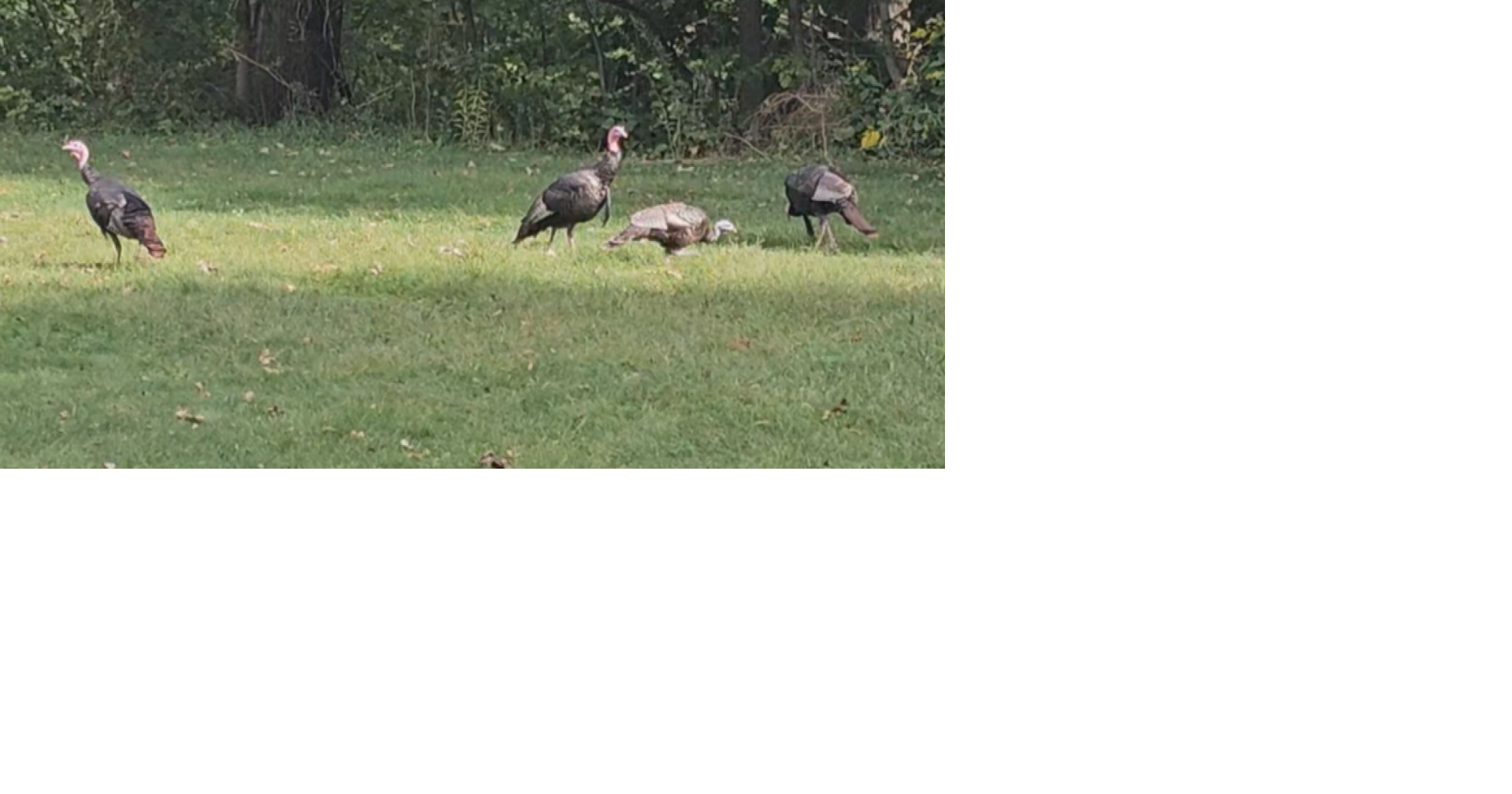 The Final Shot: Capturing Wild Turkey on Presque Isle Through the Lens
