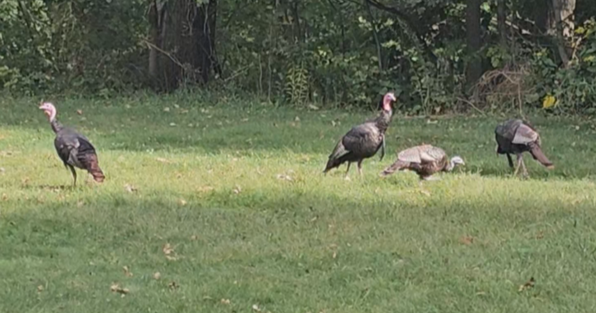 The Final Shot: Capturing Wild Turkey on Presque Isle Through the Lens The Final Shot: Capturing Wild Turkey on Presque Isle Through the Lens