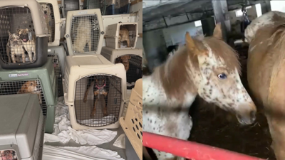 Animals Perish After Being Abandoned, Several Others Rescued | News ...