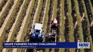 Erie Grape Farmer Sells Vineyard Acreage After Contract Cancellations