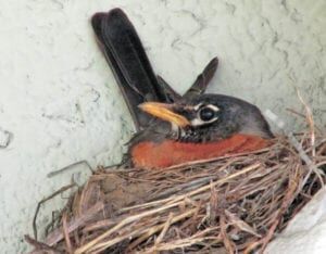 If robins are back, spring must be close