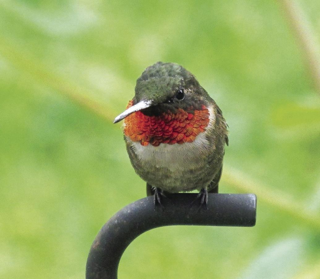 Rubythroated hummingbirds mark their spring return Living