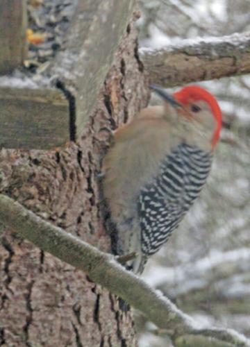 Blue Jay Barrens: Red-headed Woodpeckers