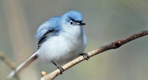 Special Issue: Spring Migration and the tiny Blue-Grey Gnatcatcher