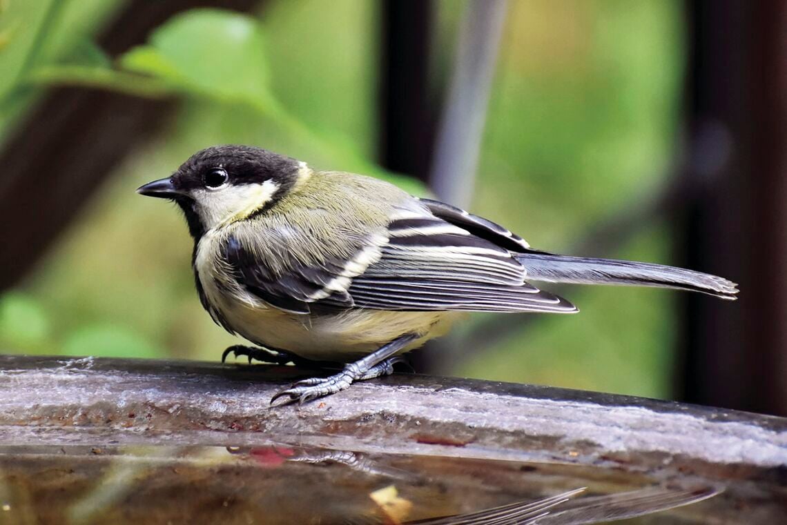 Some birds expert at conjuring Halloween thrills and chills | Living |  erwinrecord.net