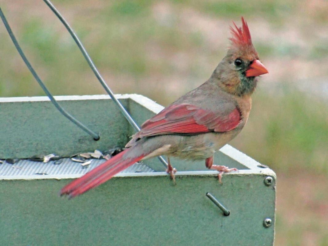 The Changing Colorations of Northern Cardinals - All Seasons Wild