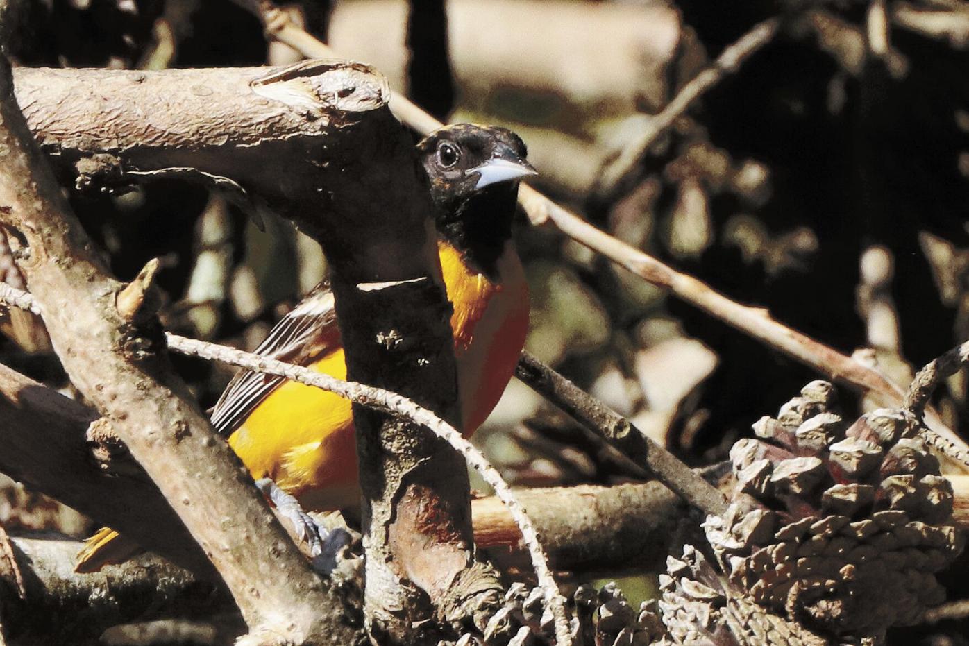 Angry oriole  Angry birds, Orioles, Baltimore orioles