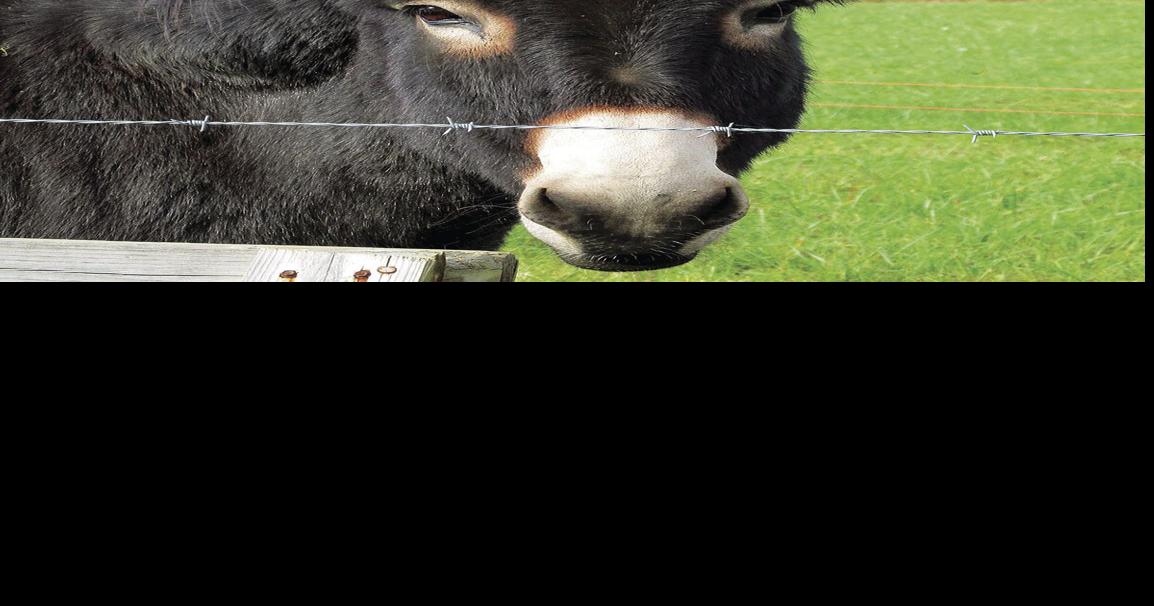 Erwin Record accepting photo entries for '24 calendar News