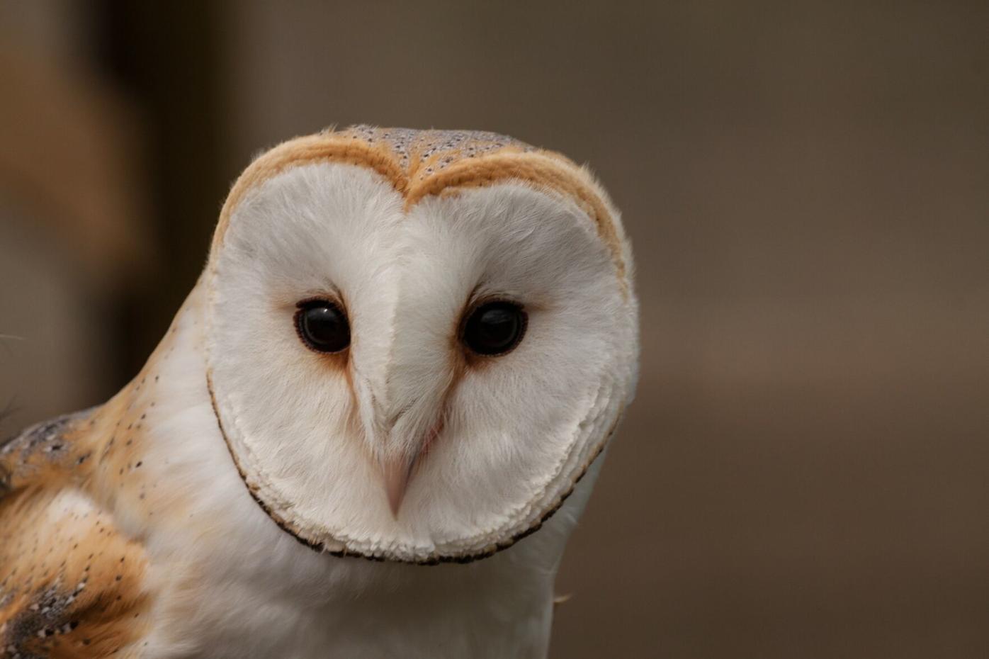 Barn owl adds to ghostly reputation of its kin | Living 