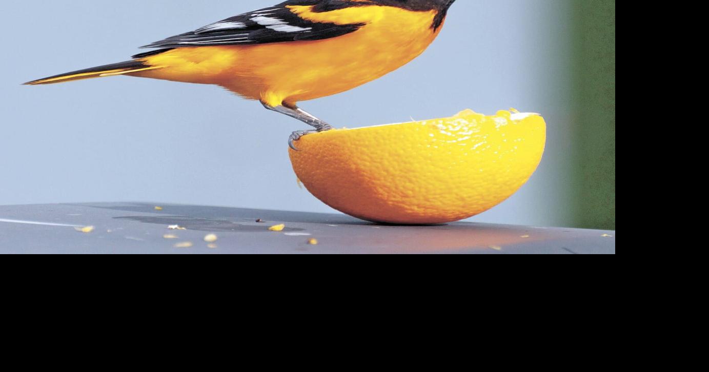 Orange Arrival: Showy orioles have returned to the area, Local News