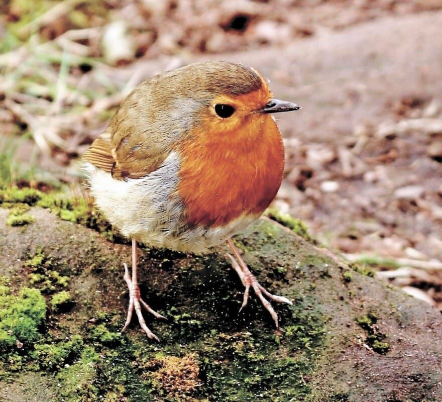 European robin - Wikipedia