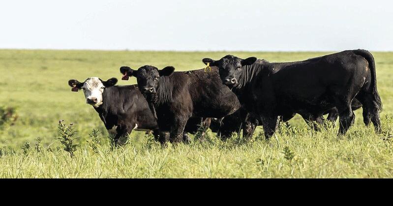 Autogenous vaccines can help prevent pink eye in cattle, says K-State vet | News