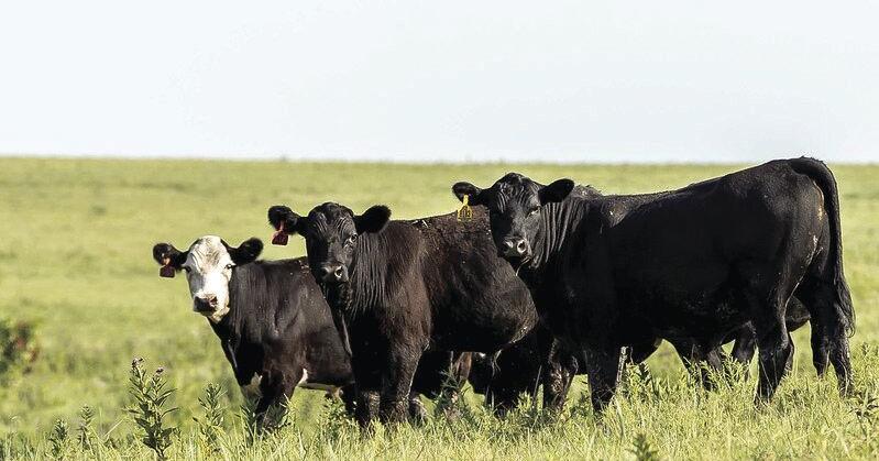 Autogenous vaccines can help prevent pink eye in cattle, says K-State vet | News Autogenous vaccines can help prevent pink eye in cattle, says K-State vet | News