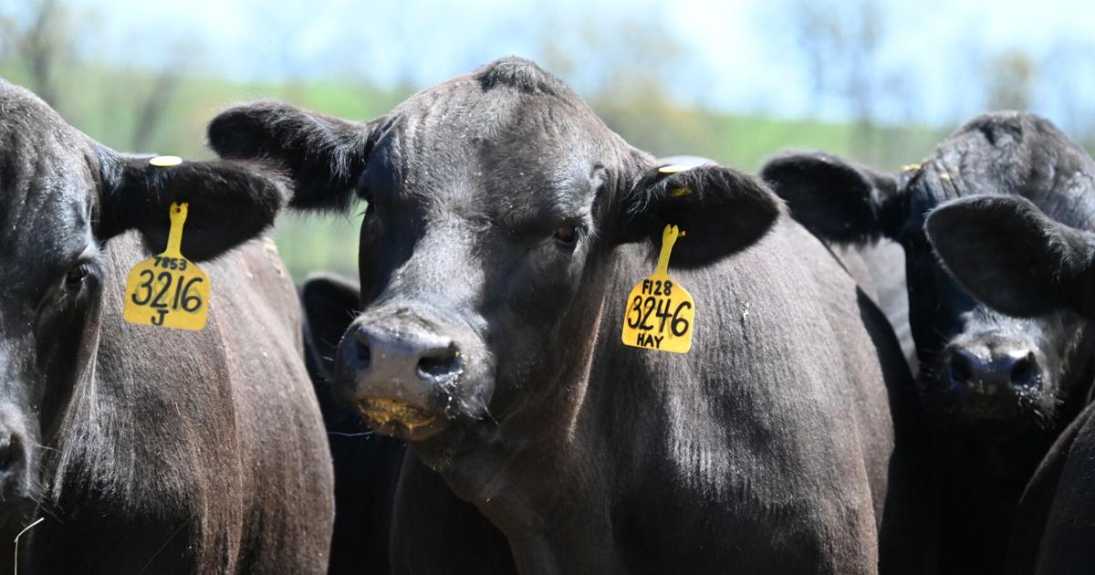 American Angus Association announces the 11 Kansas breeders who registered the most Angus