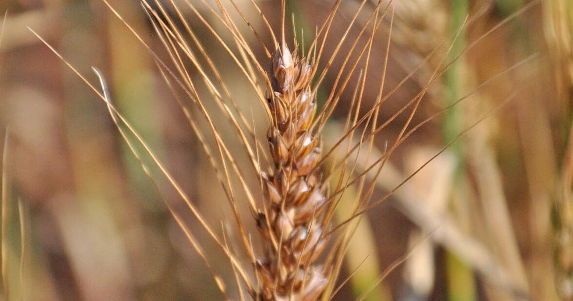 Wheat with purple bran debuts in Oklahoma