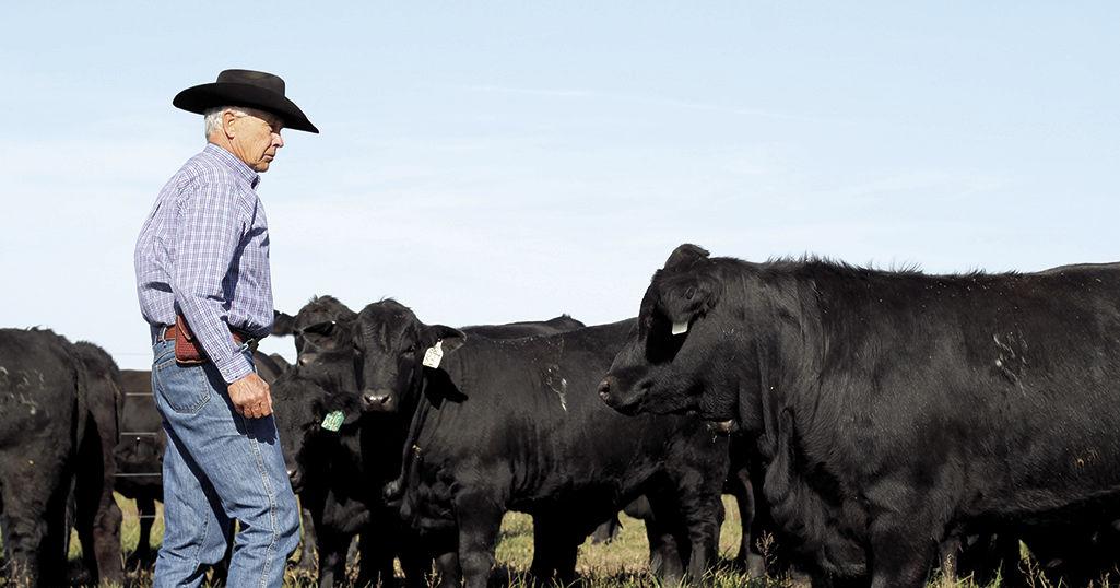 Commercial focused performance at Brangus News