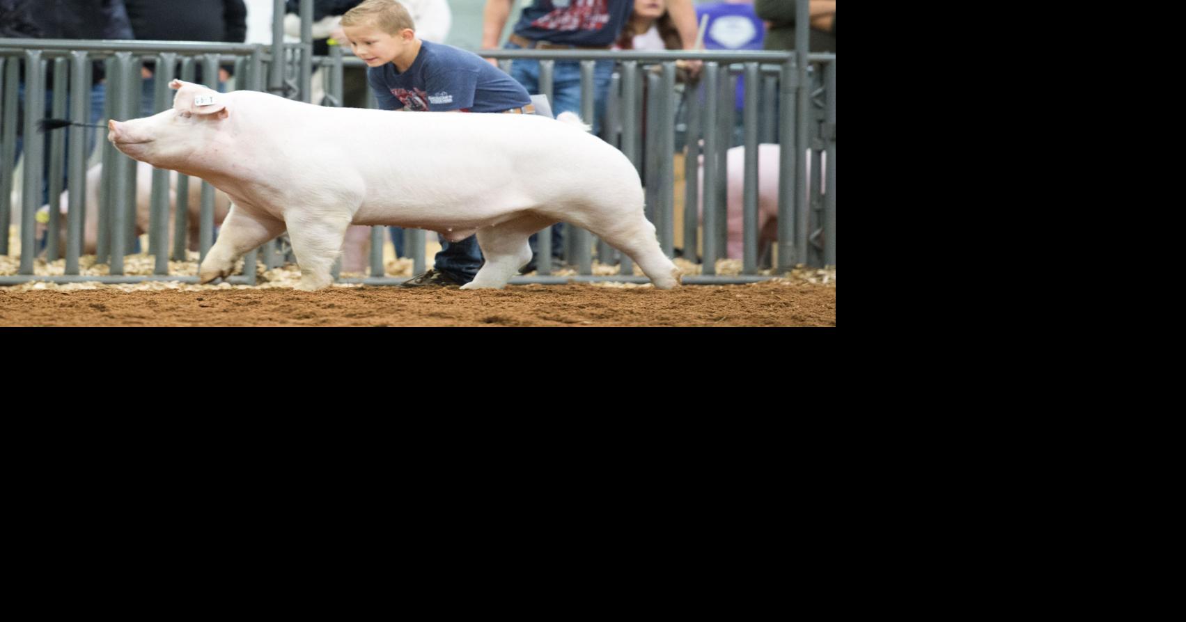 Receiving show pigs | News | farmtalknews.com