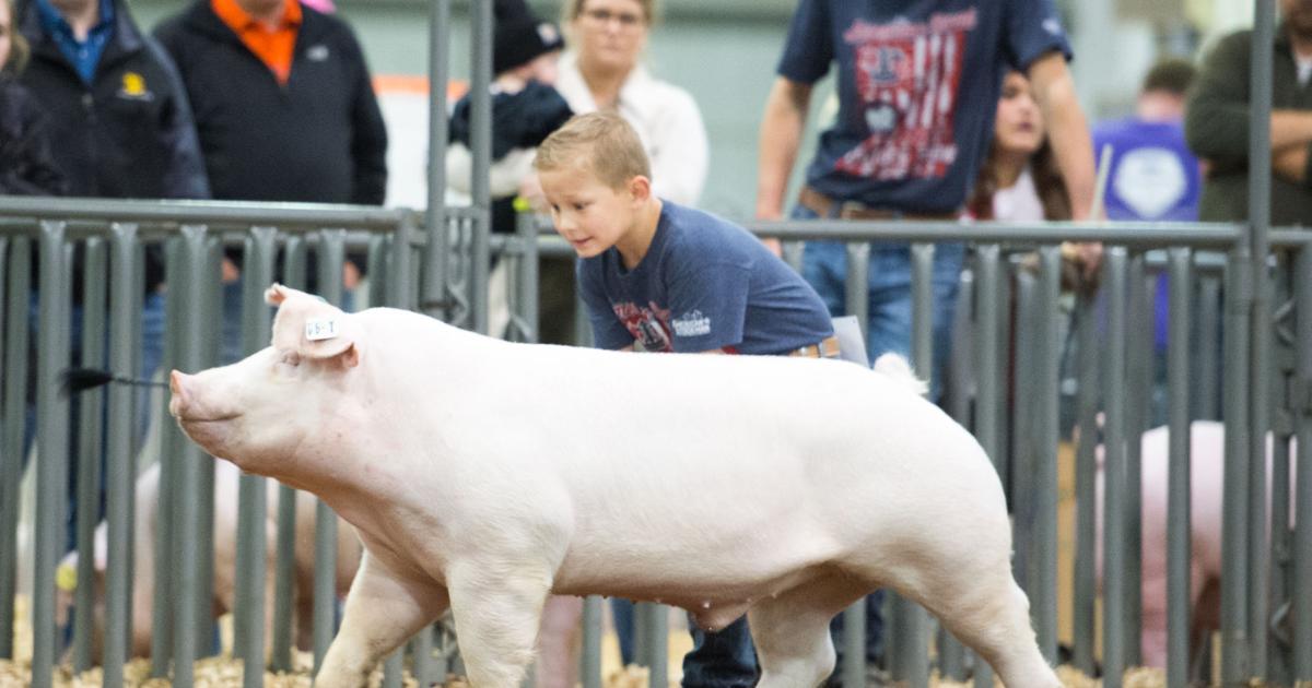 Receiving Show Receiving show pigs | News | farmtalknews.com