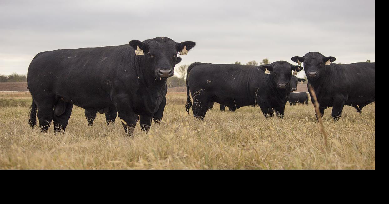 Spur Ranch combines tradition with technology | News | farmtalknews.com