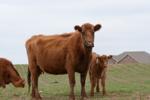 Bachman cow and calf