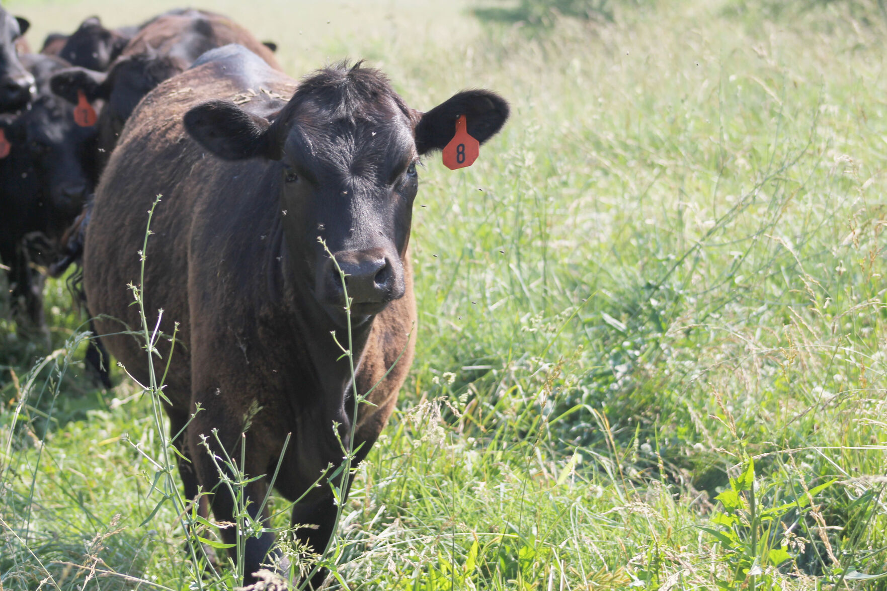 Follow nature's guide for weaning fall-born calves on spring fescue | News - Vimarsana News