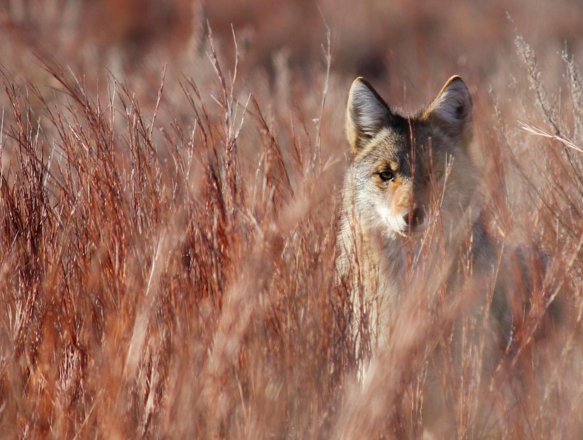 Coyote trapping made simple, News