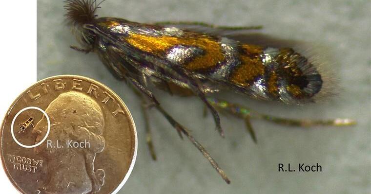 Tiny moth can mean big trouble for Missouri crop farmers