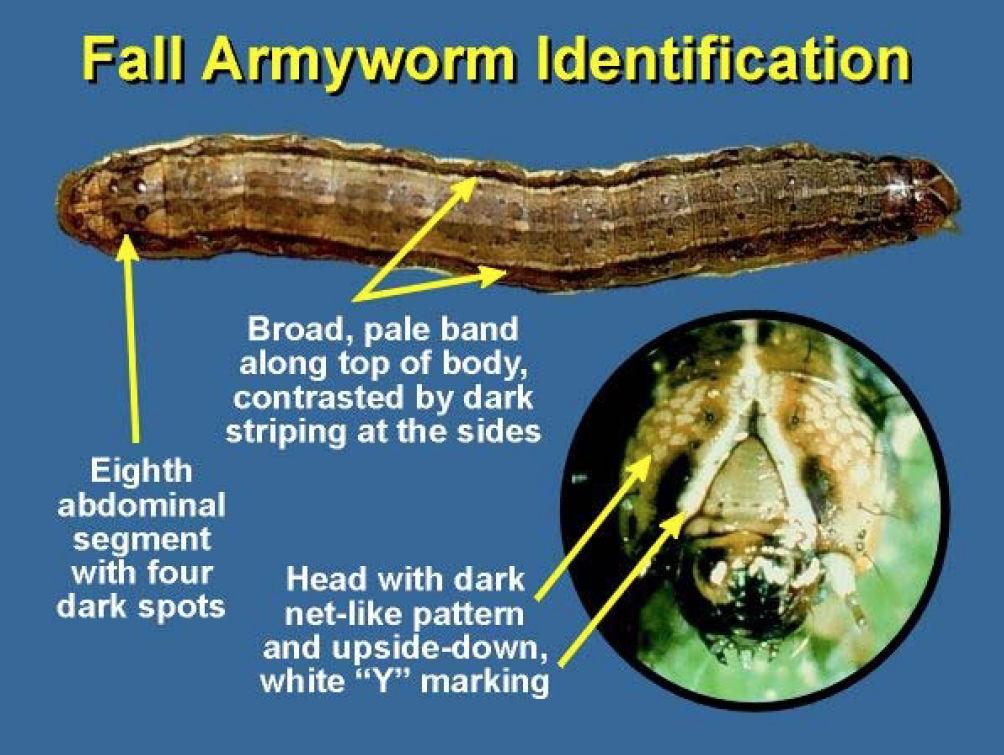 Be on the watch for fall armyworms in pastures, wheat News