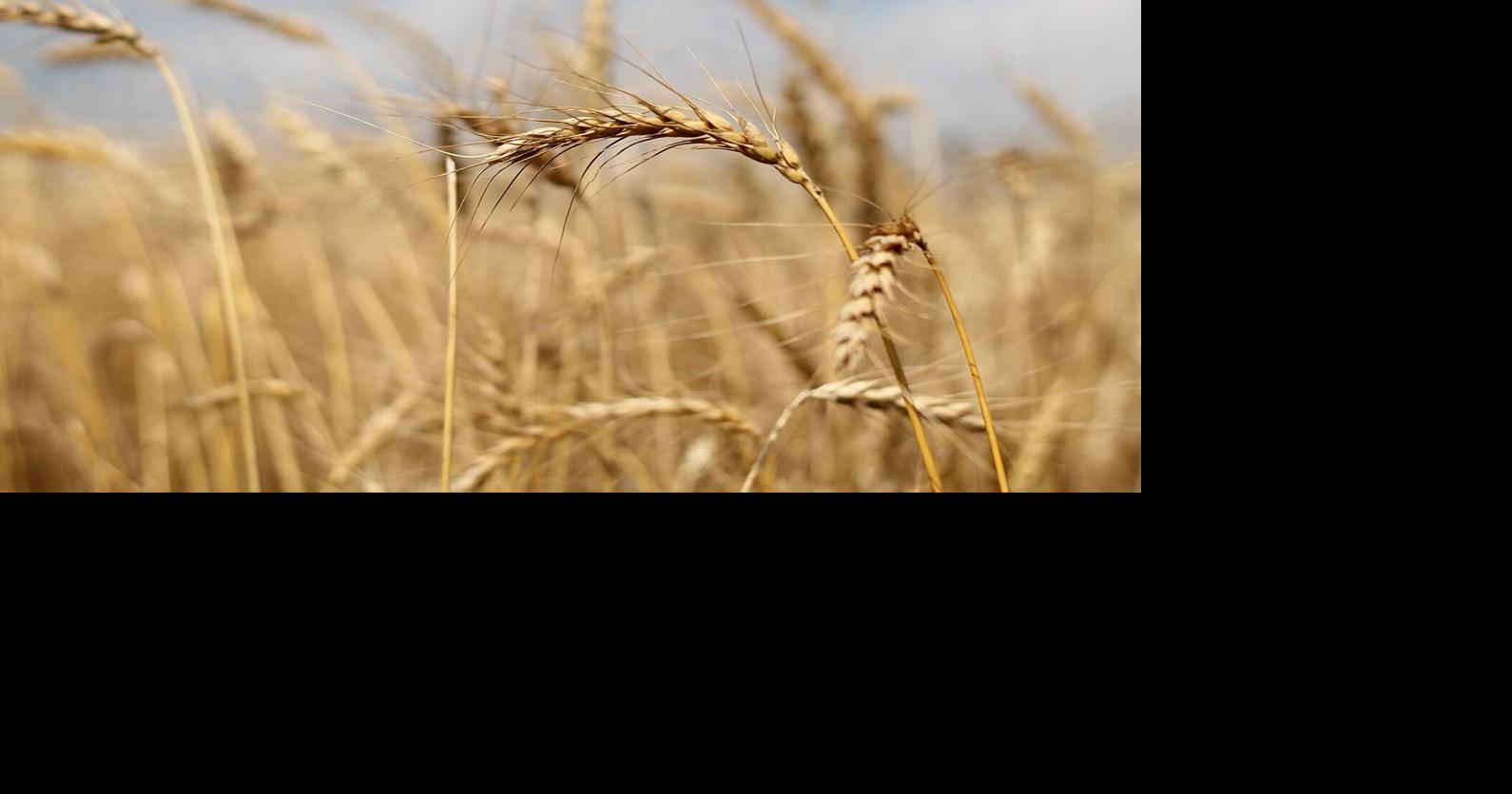 Considerations for harvesting short wheat News