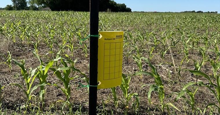 Corn leafhopper confirmed in five Missouri counties