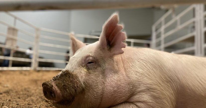 Missouri State Fair Grand and Reserve Grand Champions announced