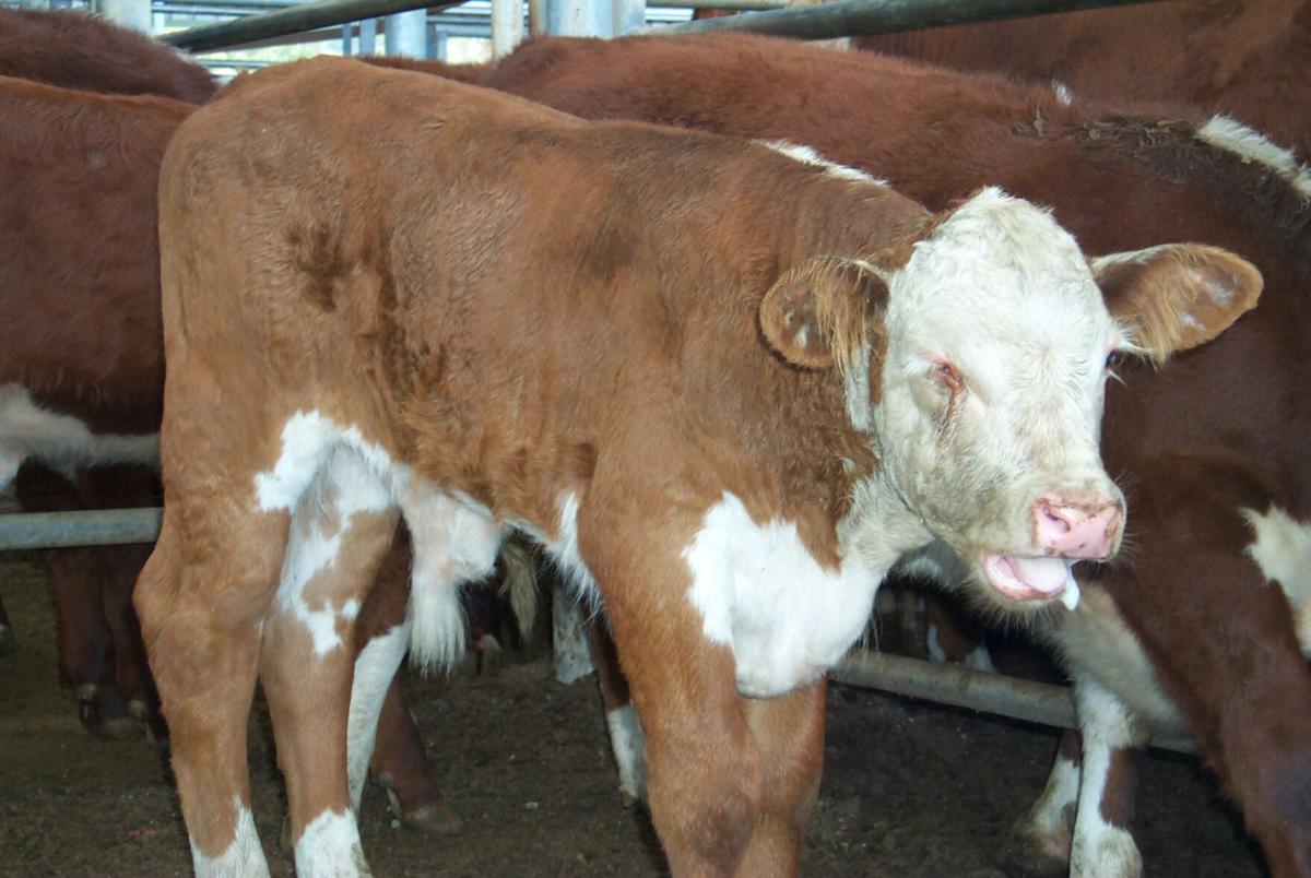 common disease in cattle Pneumonia