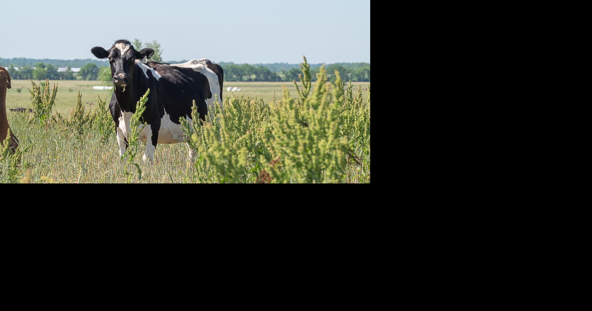 Stutzman Dairy | News | farmtalknews.com