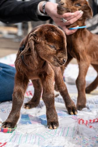 Is five too many? | News | farmtalknews.com
