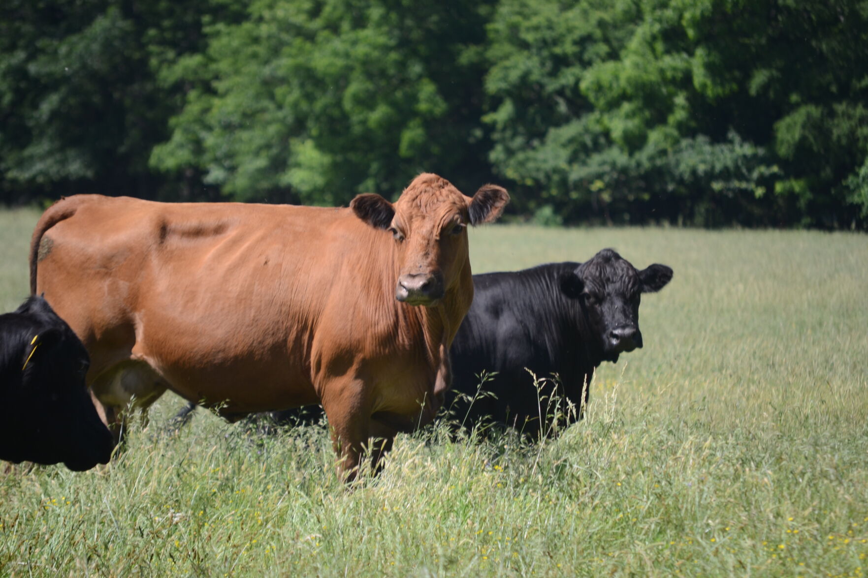 Pasture Plants To Reduce Methane Emissions Of Grazing Cattle | News ...