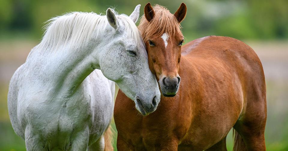 Kansas health commissioner urges biosecurity to curb spread of EHV-1