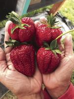 Ozark family-owned strawberry farm starts strong for 2022 season