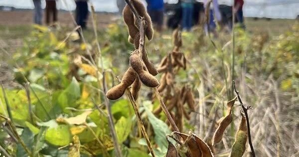 Entries make history in 2025 Kansas Soybean Yield and Value Contests