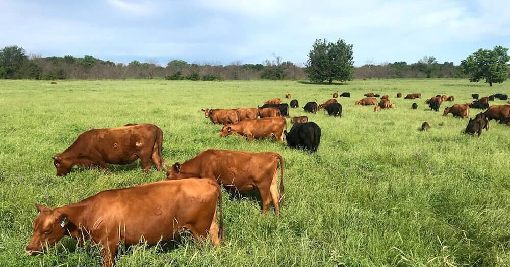 Energy-dense forages for beef and dairy cattle