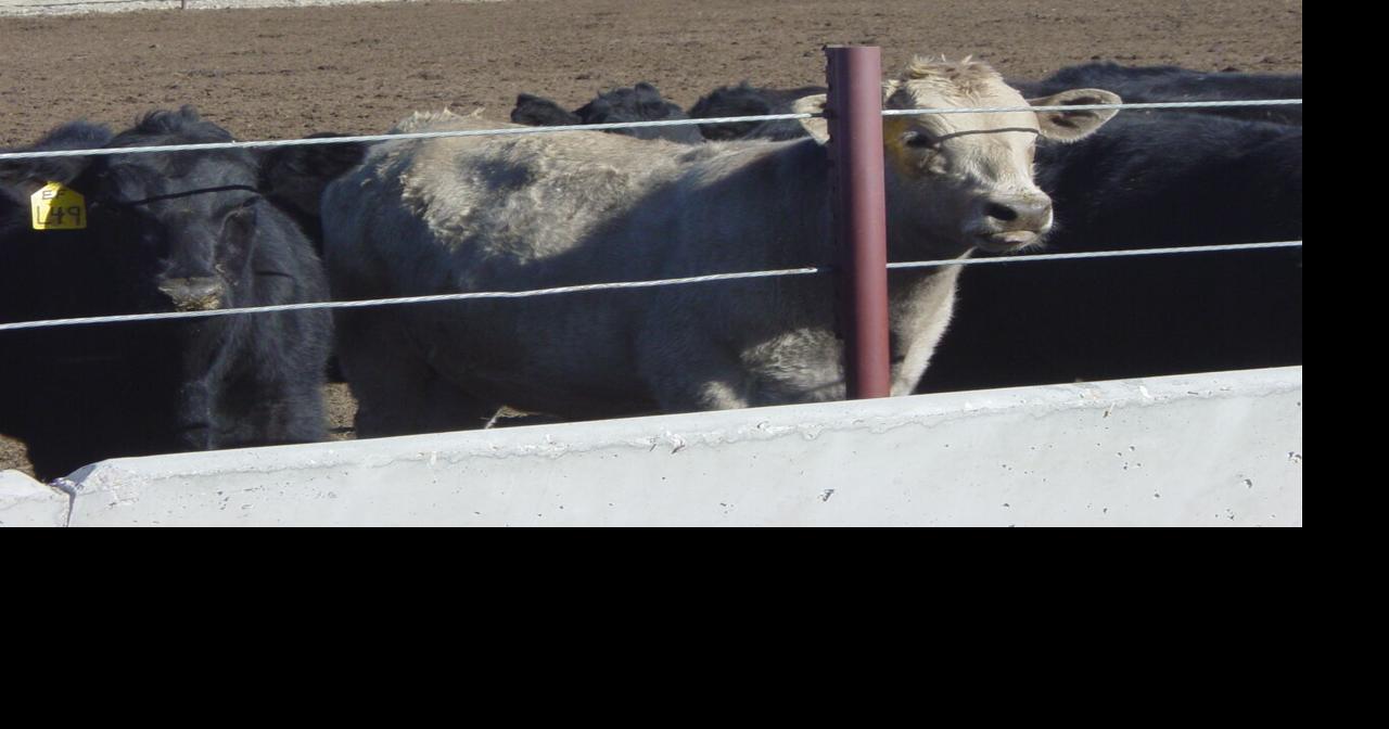 Dealing with coccidiosis in weaned calves